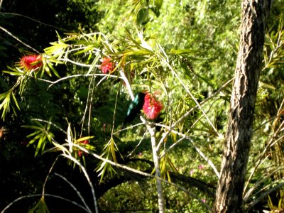 Un colibri